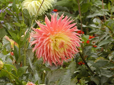 Red and yellow flower