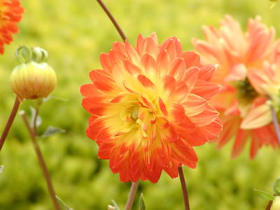 Red and yellow flower #2