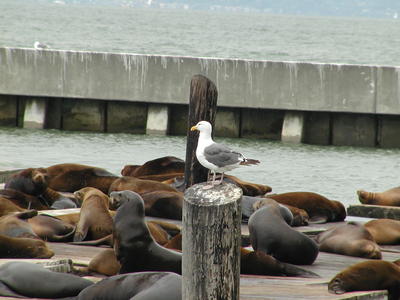 Seagull and sealions
