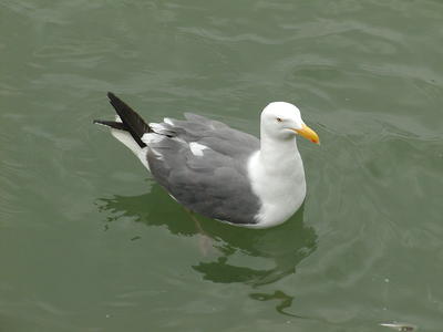 Seagull #2