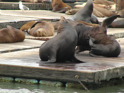 Sealions
