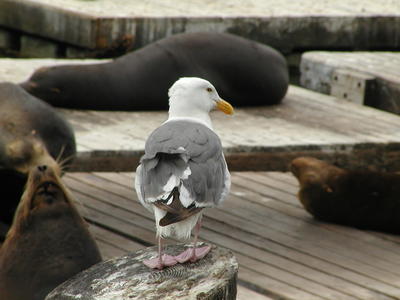Seagull amongst the sealions