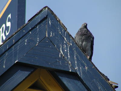 Pidgeon lookout