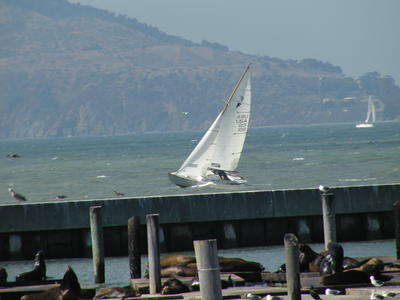 Sailboat and sealions