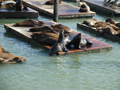 Sealions #2