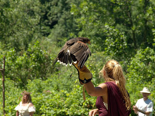 Hawk landing #2