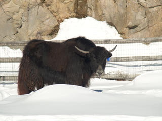 Yak