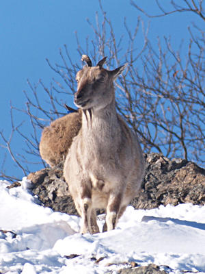 King of the mountain