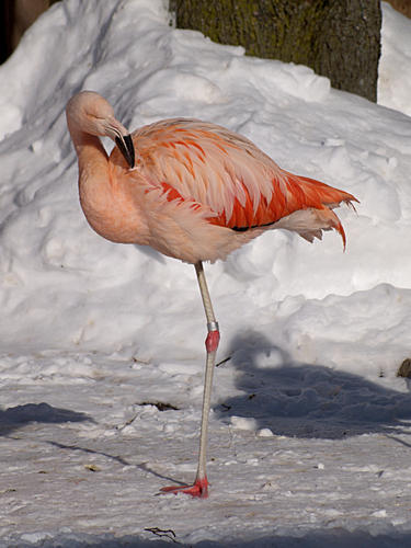 Chilean Flamingo