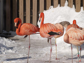 Chilean Flamingos