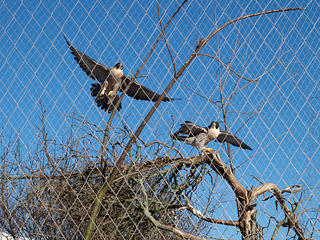 Peregrine falcons