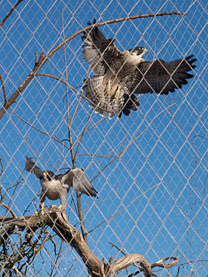 Peregrine falcons #2