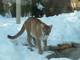 Cougar