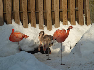 Chilean and Caribbean flamingos