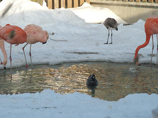 One of these birds is not a flamingo