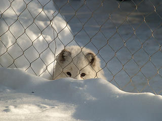 Artic fox