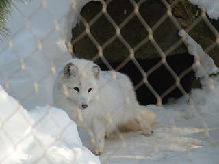Artic fox #2
