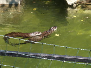 River otters