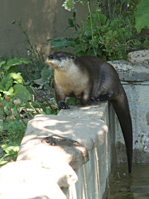 River otter in contemplation