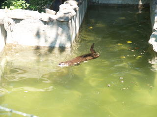River otter