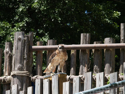 Harris Hawk