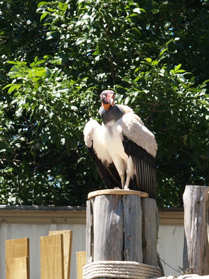 Vulture
