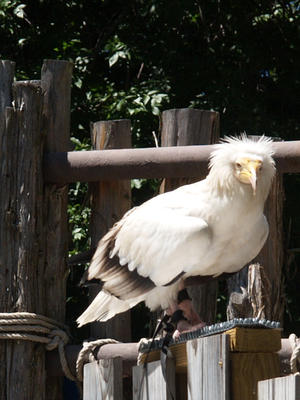 Bird #7
