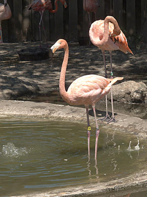 Flamingos