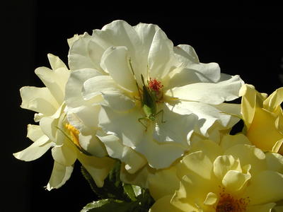 Flower and grasshopper