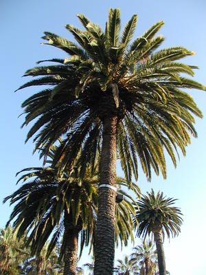 Palm tree