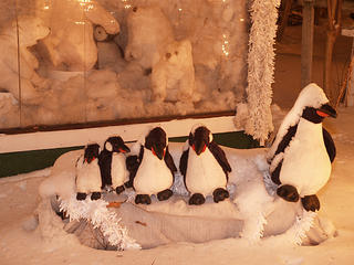 Snowy penguins