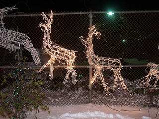 Reindeer
