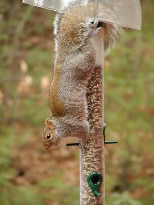 Squirrel #2