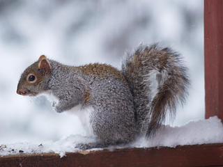 Squirrel in the snow