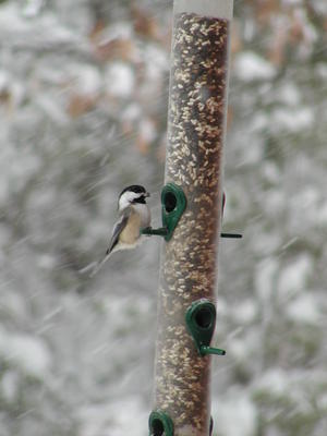 Chickadee in the snow