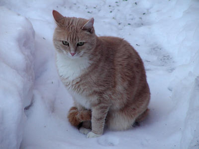 Aerosmith in the snow