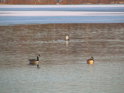 Canadian geese