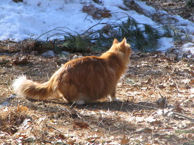 America contemplating snow