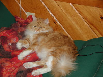 Why do you keep taking my picture