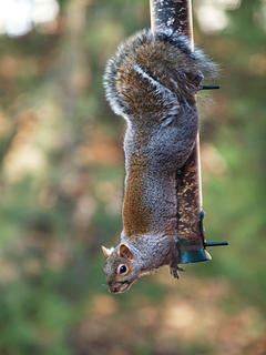 Squirrel