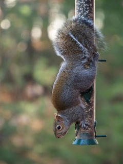 Squirrel #2