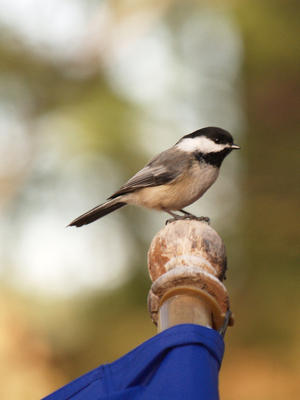 Chickadee
