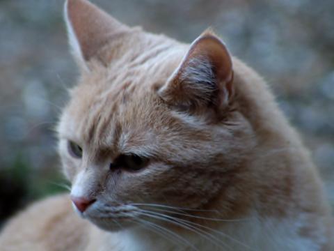 Reflective Aerosmith