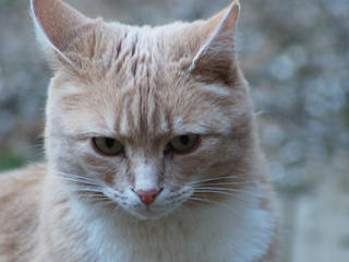 You will let me in right now!