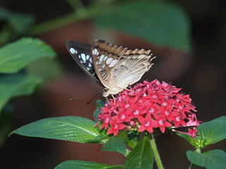 Hackberry butterfly