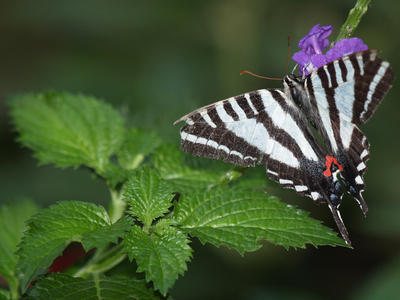 Pale swallowtail butterfly