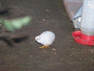 Quail, not a butterfly