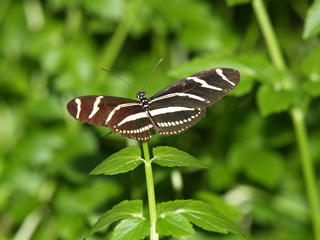 Zebra longwing