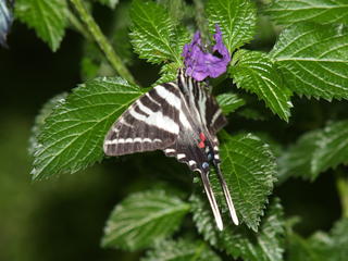 Zebra longwing #2