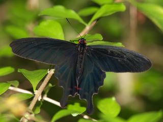 The butterfly in black #2